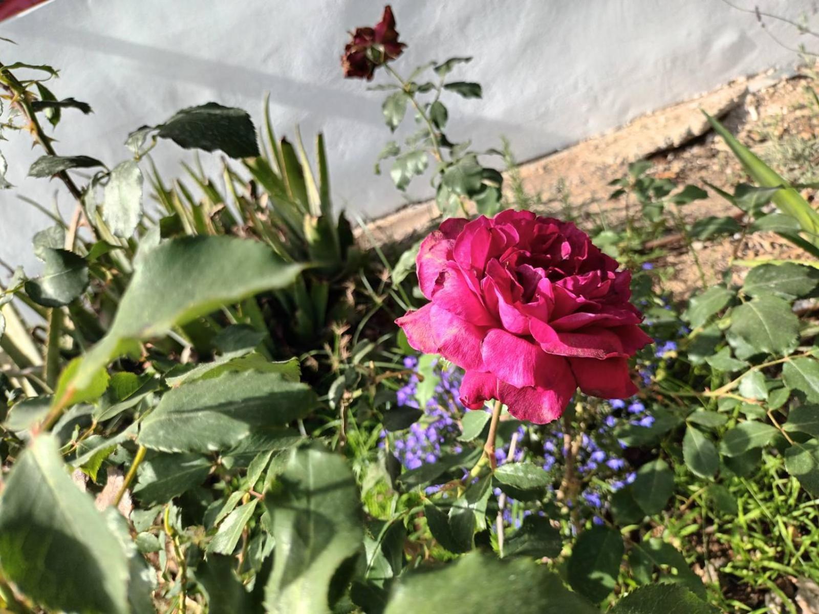 度假居 Primrose In Georgioupoli